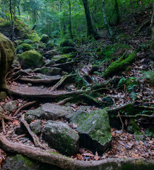 Shiratani Unsuikyo Ravine Trail, Yakushima, Japan