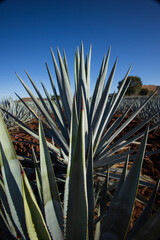 Campo de agave Tequilana wever con el que se produce tequila durante el amanecer a vista del volcán de tequila