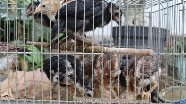 Some chicks in a metal cage