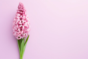 Pink Hyacinth spring flowers on left side of  pastel pink background with blank copy space