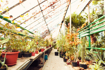 Alley with beautiful trees and plants in garden greenhouse