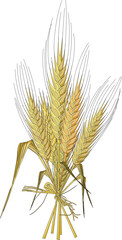 Wheat stalk isolated on white background