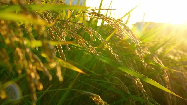 夕日に照らされた稲穂と収穫前の秋の田んぼ