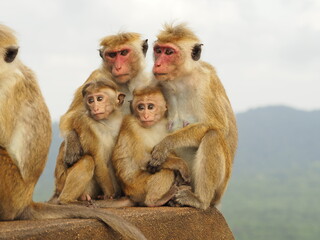 Naklejka premium wild monkeys in sri lanka