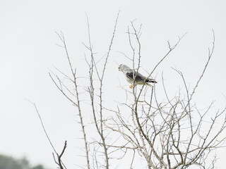 wild bird in sri lanka