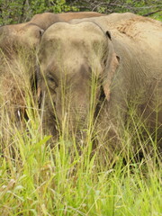 wild elephants in sri lanka