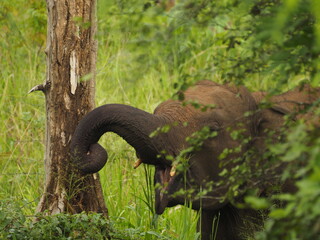 wild elephants in sri lanka