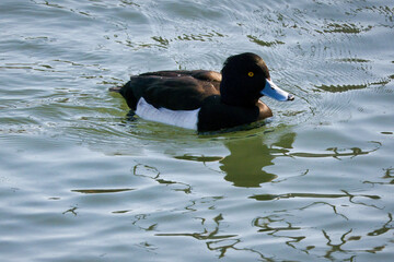 池で泳ぐ渡り鳥の可愛いキンクロハジロ