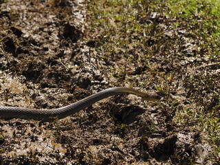 wild snake in sri lanka