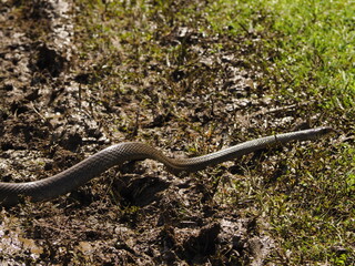 wild snake in sri lanka