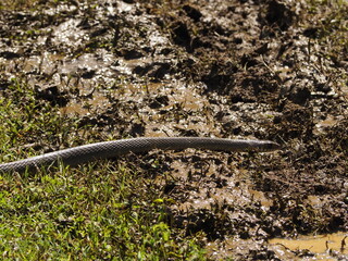 wild snake in sri lanka