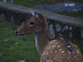 wild deer in sri lanka