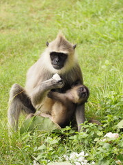 wild monkeys in sri lanka