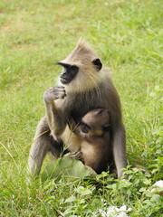 wild monkeys in sri lanka