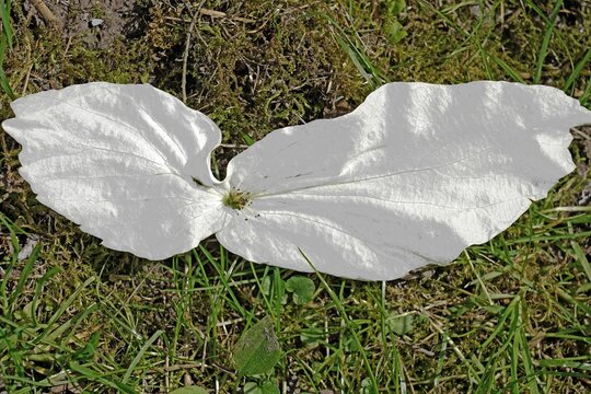 Bl&uuml;te Davidia