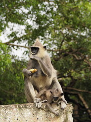 wild monkeys in sri lanka