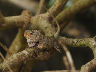 wild lizard in sri lanka
