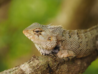 wild lizard in sri lanka