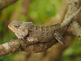 wild lizard in sri lanka