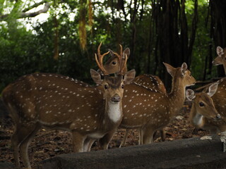 wild deer in sri lanka