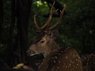 wild deer in sri lanka