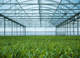 Massive industrial greenhouse filled up by growing plants