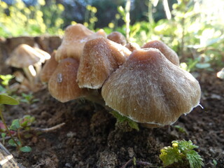 Psathyrella candolleana