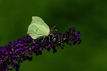 lemon butterfly,zitronenfalter