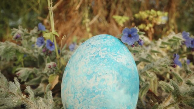 Easter Egg Hunt in the Forest. A Blue Egg in the Grass Amidst Blue Flowers. Sunny Close-Up, Camera Descends Down.
