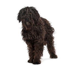 Bergamasco Shepherd, isolated on white