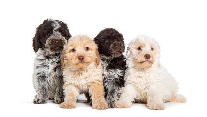 Four three months old Lagotto Romagnolo puppies in a row, isolated on white