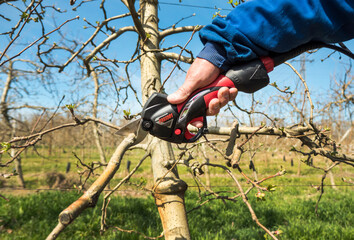 person pruning a tree with a red tool