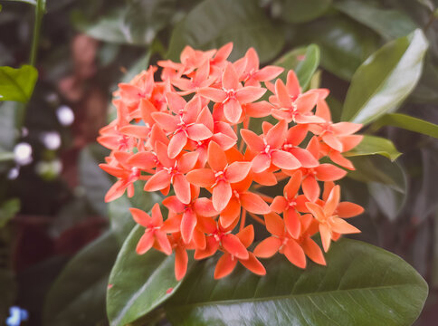 Close up of ixora, Ashoka, Soka, Ixora coccinea, Ixora chinensis, Jungle geranium, Flame of the Woods, a species of flowering plant in the family Rubiaceae flower on a plant in a tropical garden