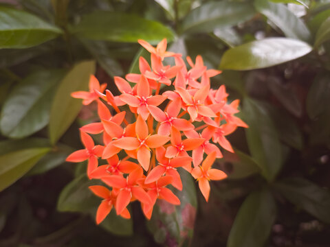 Close up of ixora, Ashoka, Soka, Ixora coccinea, Ixora chinensis, Jungle geranium, Flame of the Woods, a species of flowering plant in the family Rubiaceae flower on a plant in a tropical garden