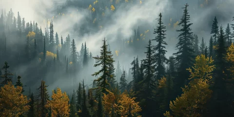 Papier Peint photo Lavable Forêt dans le brouillard Land filled with pine trees, a lush rainforest shrouded in mist in autumn.