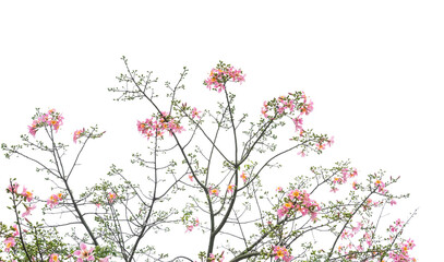 silk floss tree flower isolated on white background