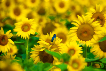 Batchin blue in a sea of yellow