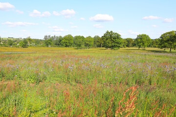 Idyllic landscape near Flers, Pays de la Loire, France
