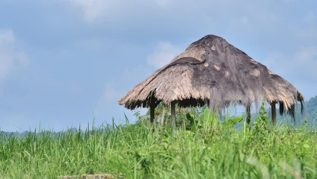 An unkempt thatched wooden hut in the middle of a wild meadow with tropical green hills in the background