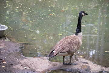 A Canadian goose standing on the shore of a lake.