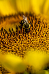 Bumble bee searching for nectar