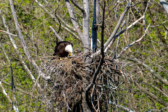 Feeding the eaglet in the nest