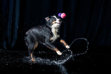 The Australian Shepherd is a breed developed in America as a sheepdog to work on the ranches