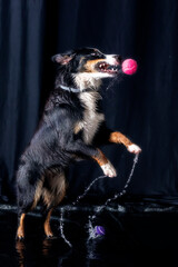 The Australian Shepherd is a breed developed in America as a sheepdog to work on the ranches