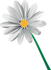 The illustration of chamomile flower without background - obrazy, fototapety, plakaty