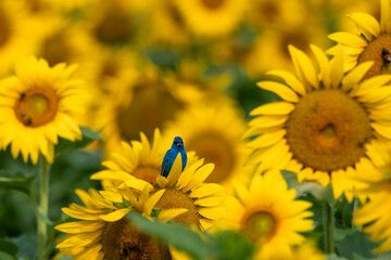 The indigo bunting is a small seed-eating bird in the cardinal family,