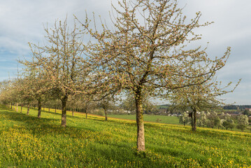 Fototapeta premium Spring landscape in the canton of Thurgau with blossoming apple trees and dandelion meadow, Switzerland