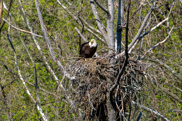 Bald eagle waiting for her mate to return with food