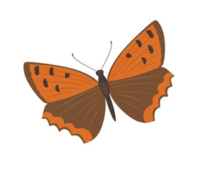 American copper, flying butterfly. Tropical butterfly with beautiful wings and antennae isolated on white background. Gorgeous exotic moth, top view. Pretty spring insect. Flat vector illustration