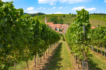 Weinberge im Elsaß